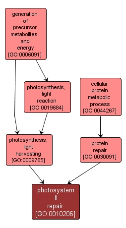 GO:0010206 - photosystem II repair (interactive image map)