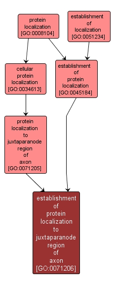 GO:0071206 - establishment of protein localization to juxtaparanode region of axon (interactive image map)