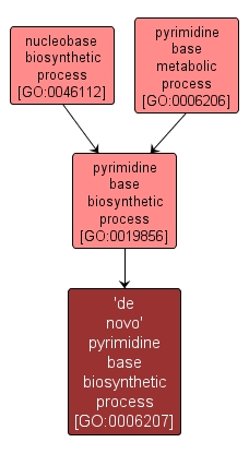 GO:0006207 - 'de novo' pyrimidine base biosynthetic process (interactive image map)