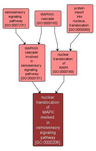 GO:0000208 - nuclear translocation of MAPK involved in osmosensory signaling pathway (interactive image map)