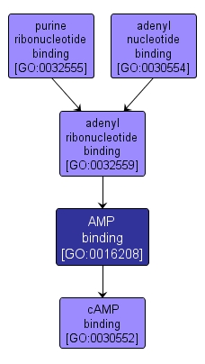 GO:0016208 - AMP binding (interactive image map)