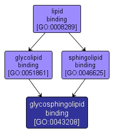 GO:0043208 - glycosphingolipid binding (interactive image map)