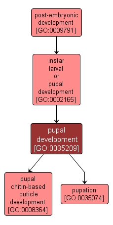 GO:0035209 - pupal development (interactive image map)