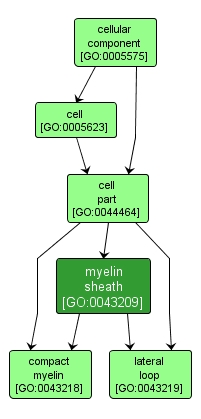 GO:0043209 - myelin sheath (interactive image map)