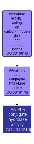 GO:0010210 - IAA-Phe conjugate hydrolase activity (interactive image map)