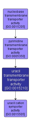 GO:0015210 - uracil transmembrane transporter activity (interactive image map)