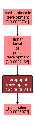 GO:0035210 - prepupal development (interactive image map)