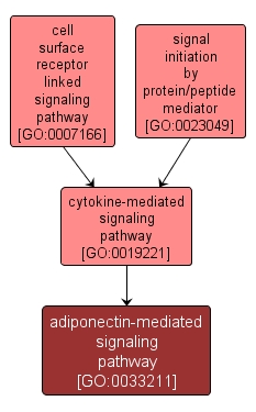 GO:0033211 - adiponectin-mediated signaling pathway (interactive image map)