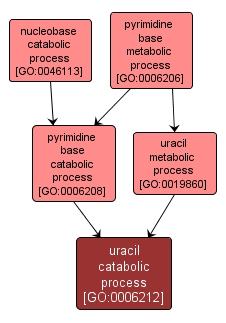 GO:0006212 - uracil catabolic process (interactive image map)