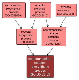 GO:0045212 - neurotransmitter receptor biosynthetic process (interactive image map)