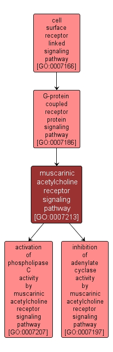 GO:0007213 - muscarinic acetylcholine receptor signaling pathway (interactive image map)
