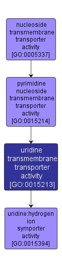 GO:0015213 - uridine transmembrane transporter activity (interactive image map)