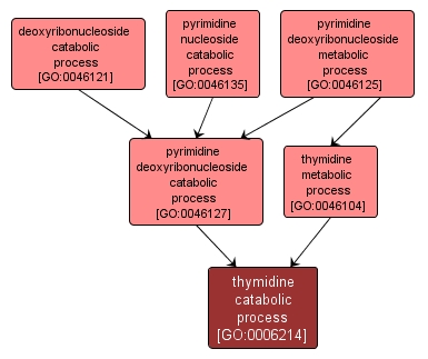 GO:0006214 - thymidine catabolic process (interactive image map)