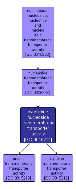GO:0015214 - pyrimidine nucleoside transmembrane transporter activity (interactive image map)