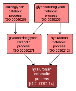 GO:0030214 - hyaluronan catabolic process (interactive image map)