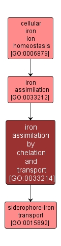 GO:0033214 - iron assimilation by chelation and transport (interactive image map)