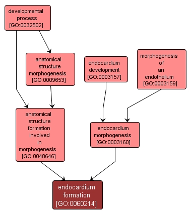 GO:0060214 - endocardium formation (interactive image map)