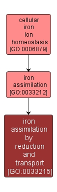 GO:0033215 - iron assimilation by reduction and transport (interactive image map)