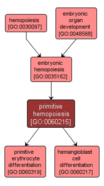 GO:0060215 - primitive hemopoiesis (interactive image map)