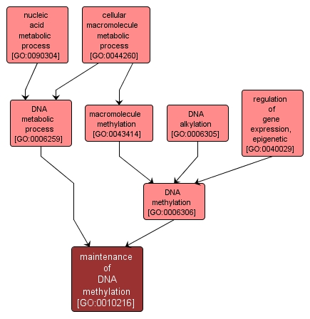 GO:0010216 - maintenance of DNA methylation (interactive image map)