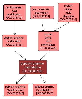 GO:0018216 - peptidyl-arginine methylation (interactive image map)
