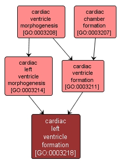 GO:0003218 - cardiac left ventricle formation (interactive image map)