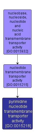 GO:0015218 - pyrimidine nucleotide transmembrane transporter activity (interactive image map)