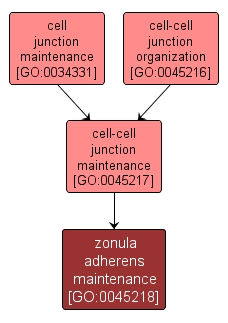 GO:0045218 - zonula adherens maintenance (interactive image map)