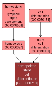 GO:0060218 - hemopoietic stem cell differentiation (interactive image map)