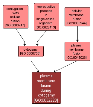 GO:0032220 - plasma membrane fusion during cytogamy (interactive image map)
