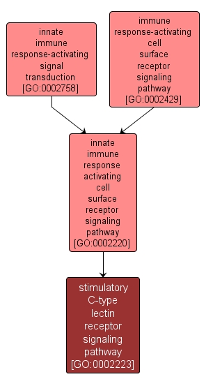 GO:0002223 - stimulatory C-type lectin receptor signaling pathway (interactive image map)