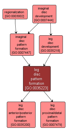GO:0035223 - leg disc pattern formation (interactive image map)