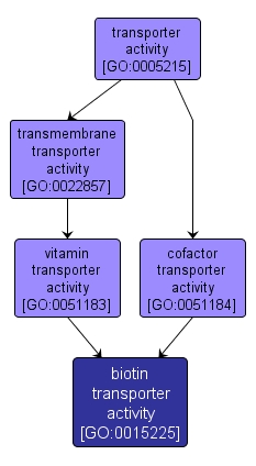 GO:0015225 - biotin transporter activity (interactive image map)