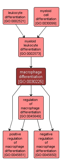 GO:0030225 - macrophage differentiation (interactive image map)
