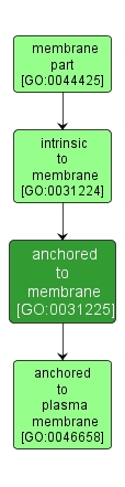 GO:0031225 - anchored to membrane (interactive image map)