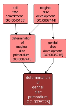 GO:0035225 - determination of genital disc primordium (interactive image map)