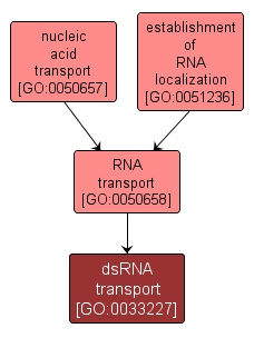 GO:0033227 - dsRNA transport (interactive image map)