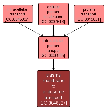 GO:0048227 - plasma membrane to endosome transport (interactive image map)