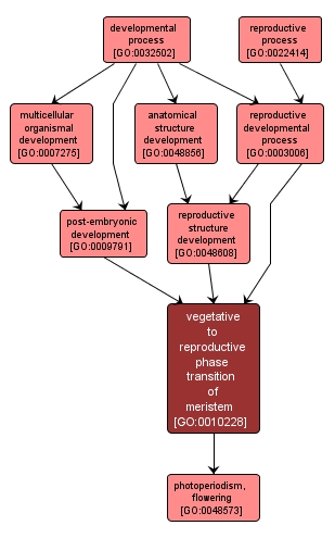 GO:0010228 - vegetative to reproductive phase transition of meristem (interactive image map)
