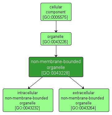 GO:0043228 - non-membrane-bounded organelle (interactive image map)