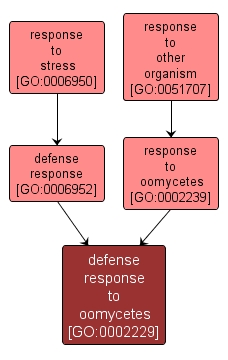 GO:0002229 - defense response to oomycetes (interactive image map)