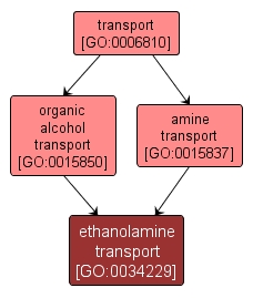 GO:0034229 - ethanolamine transport (interactive image map)