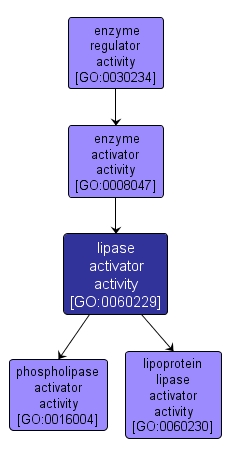 GO:0060229 - lipase activator activity (interactive image map)