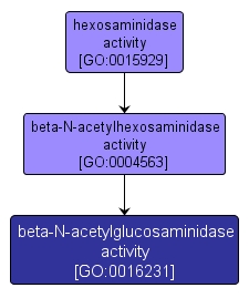GO:0016231 - beta-N-acetylglucosaminidase activity (interactive image map)