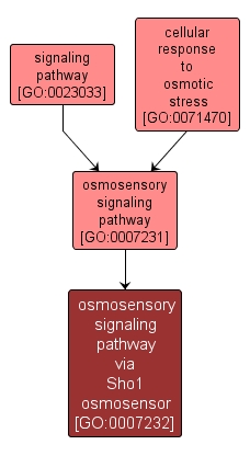 GO:0007232 - osmosensory signaling pathway via Sho1 osmosensor (interactive image map)