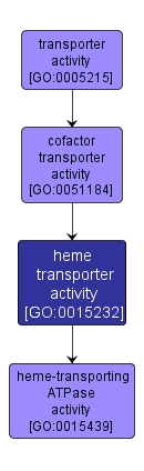 GO:0015232 - heme transporter activity (interactive image map)
