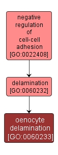 GO:0060233 - oenocyte delamination (interactive image map)