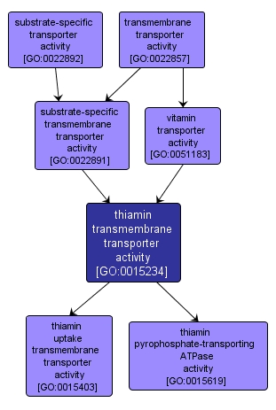 GO:0015234 - thiamin transmembrane transporter activity (interactive image map)