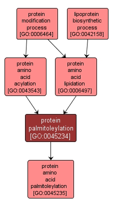 GO:0045234 - protein palmitoleylation (interactive image map)