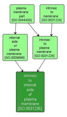 GO:0031235 - intrinsic to internal side of plasma membrane (interactive image map)